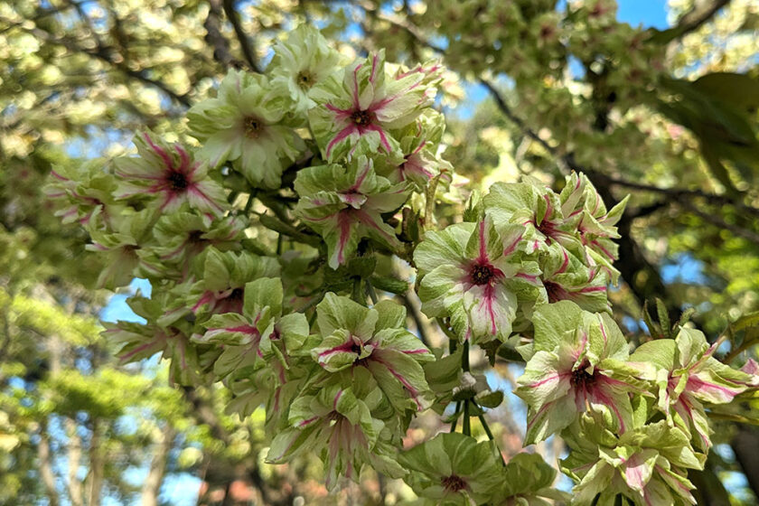 弘前城植物園にある御衣黄の花＝2024年5月1日撮影