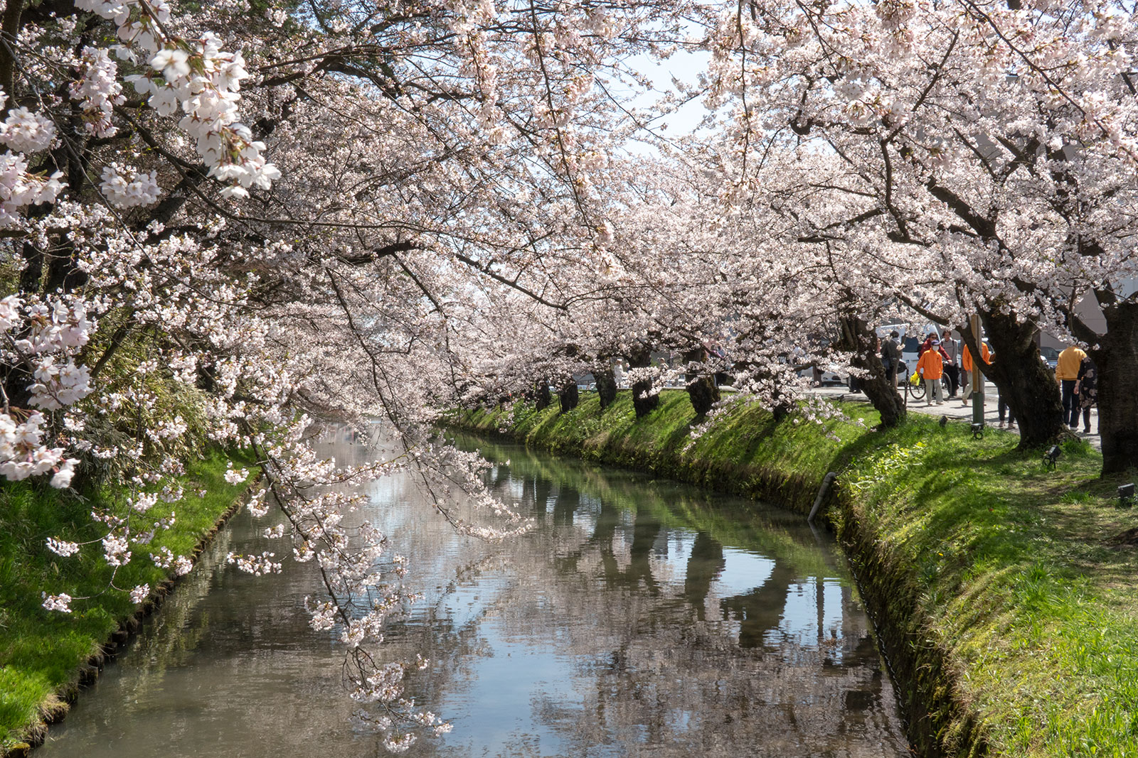 2025年4月22日、弘前公園外濠市民会館口