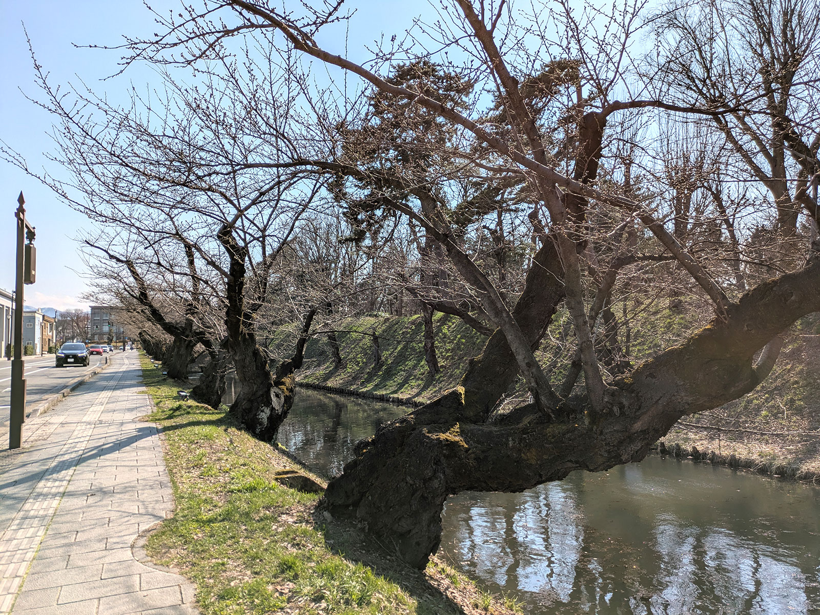 2025年4月9日、外濠のソメイヨシノ並木