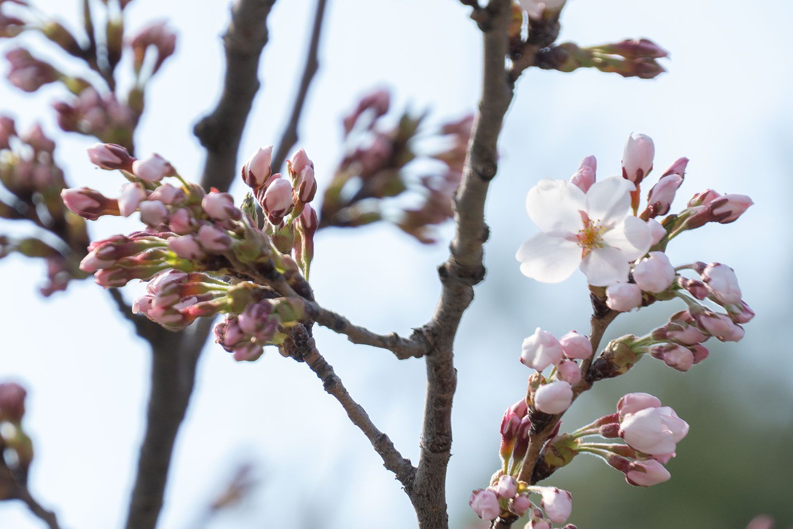 2025年4月17日、弘前公園外濠東側のソメイヨシノの花 2025年4月17日、弘前公園外濠東側のソメイヨシノの花