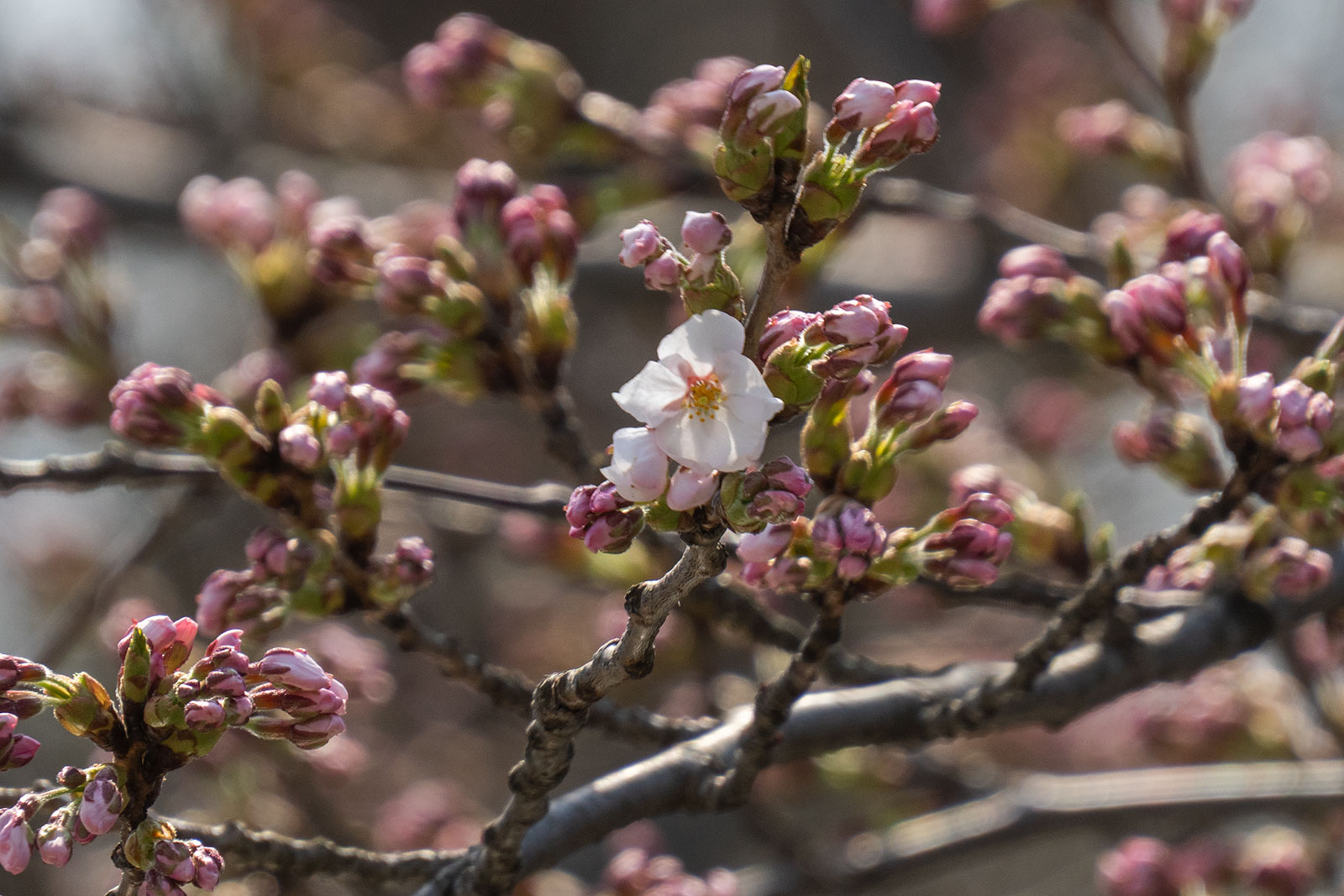 2025年4月17日、弘前公園外濠のソメイヨシノ 2025年4月17日、弘前公園外濠のソメイヨシノ