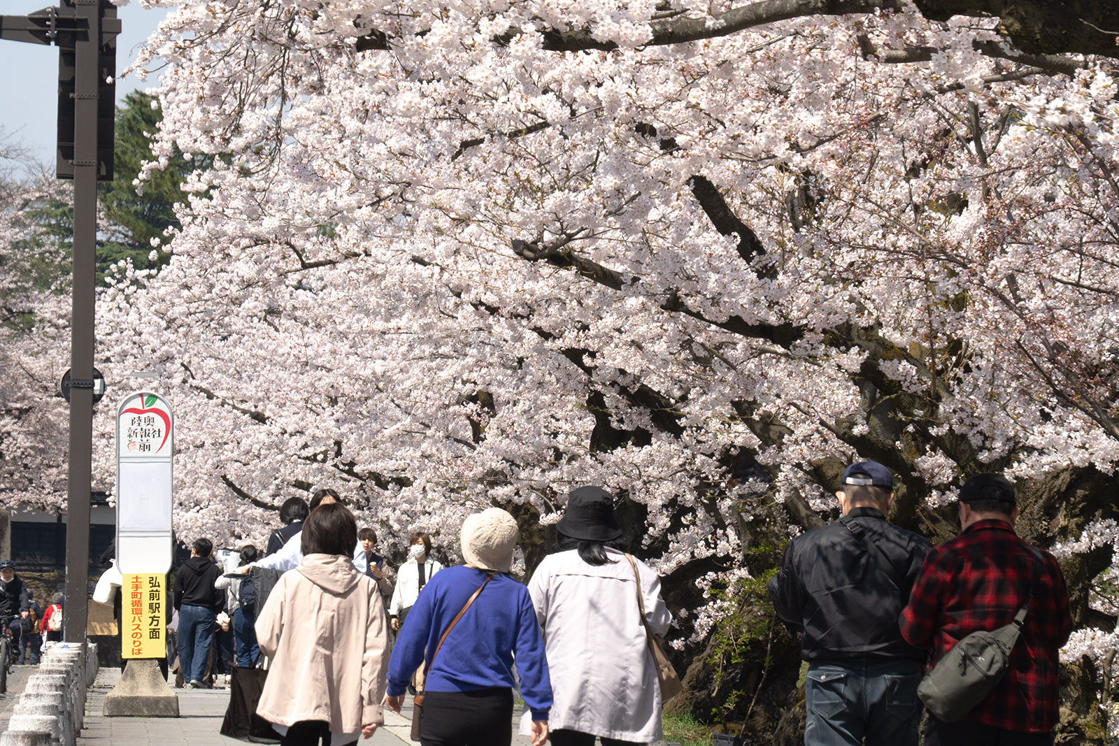 2025年4月22日、弘前公園外濠陸奥新報社前