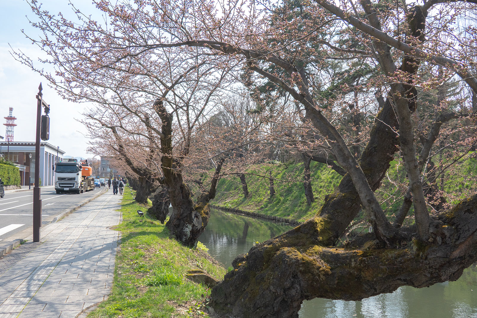 2025年4月17日、弘前公園外濠のソメイヨシノ北側から 2025年4月17日、弘前公園外濠のソメイヨシノ北側から