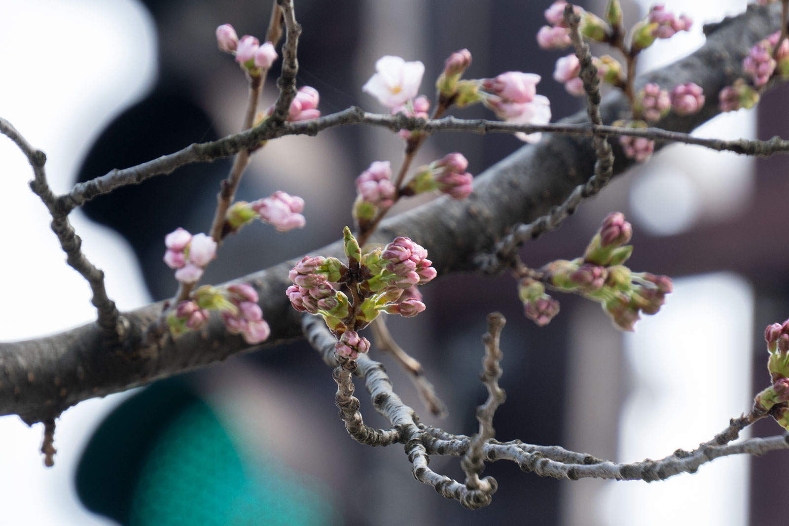2025年4月17日、弘前公園外濠東側のソメイヨシノの花 2025年4月17日、弘前公園外濠東側のソメイヨシノの花