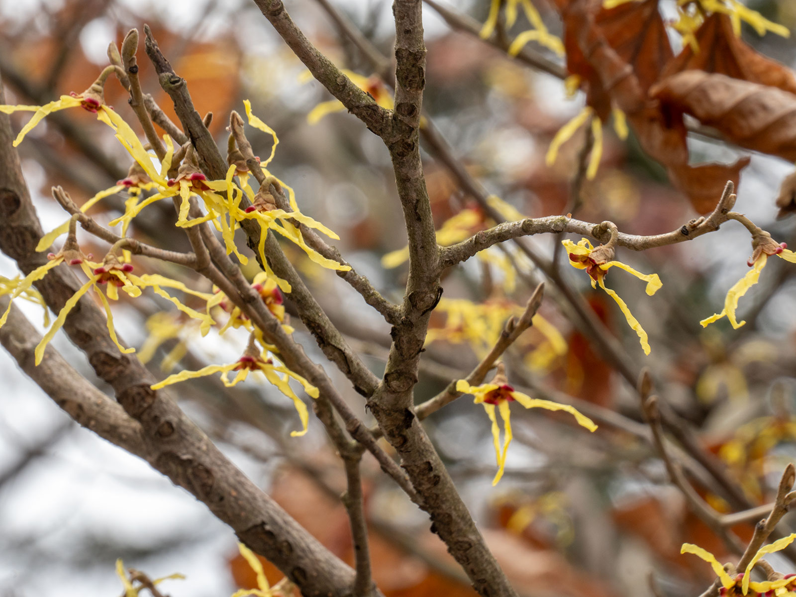 マルバマンサクの花