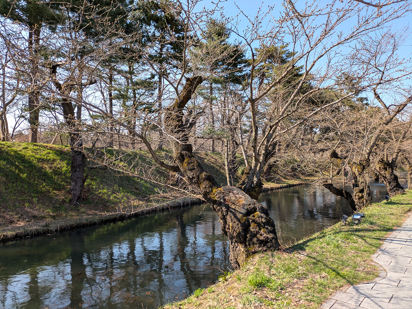 2025年4月9日、外濠のソメイヨシノを南側から見た様子