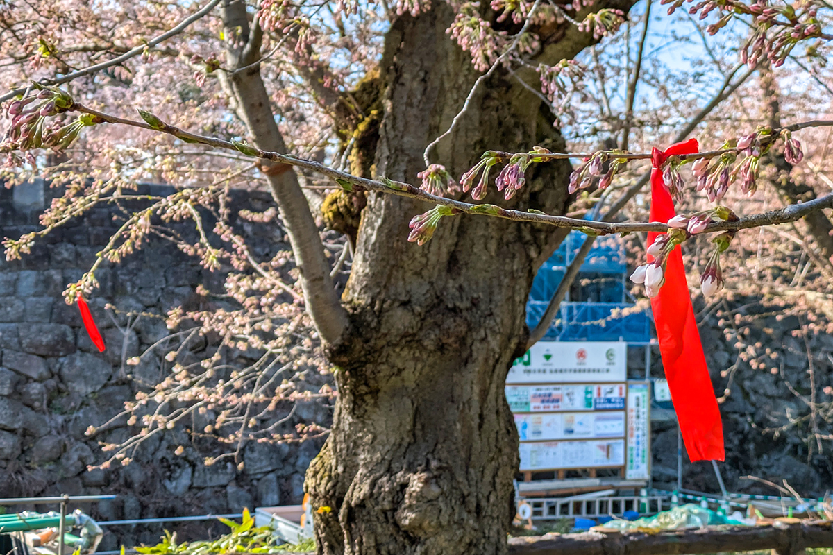 2026】今年も見つけてみて！「弘前七輪咲き桜」 - 弘前さくらまつり