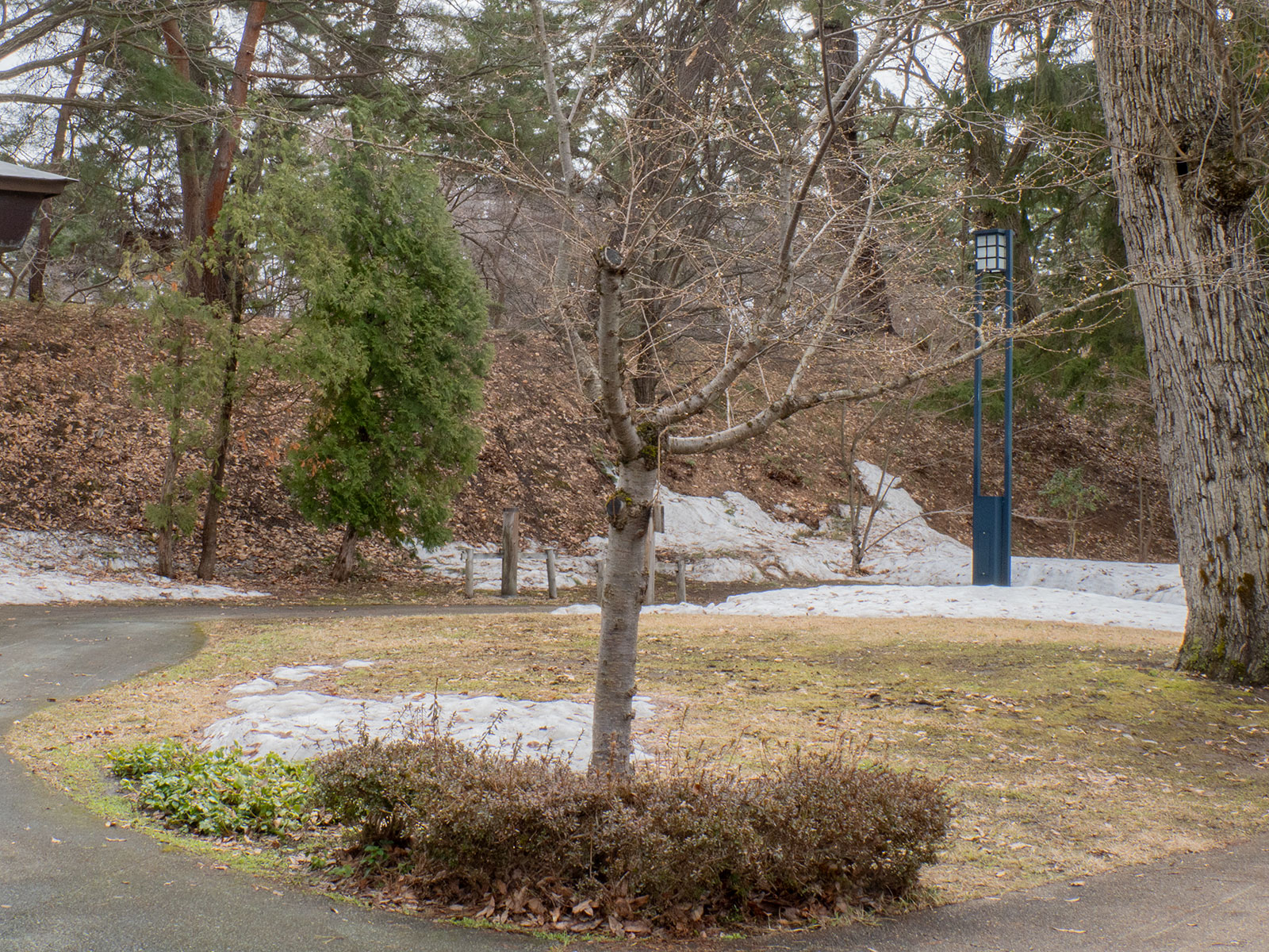 北の郭にある子福桜