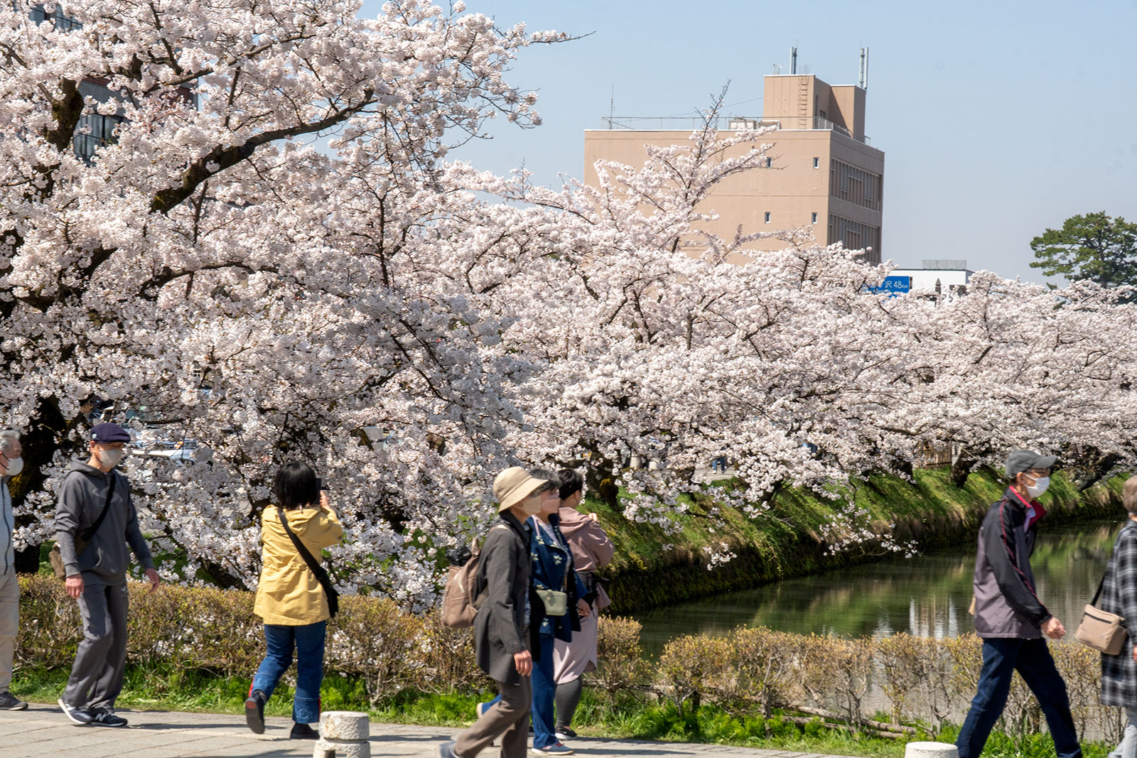 2025年4月22日、弘前公園外濠市役所前交差点角