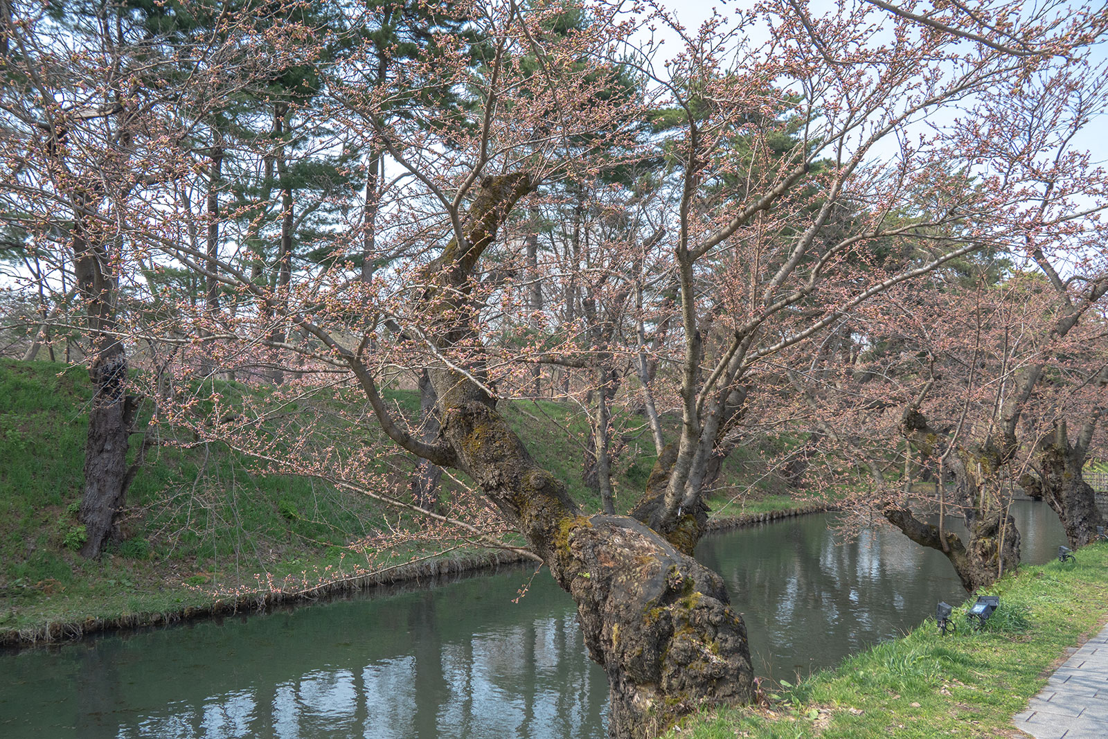 2025年4月17日、弘前公園外濠のソメイヨシノ南側から 2025年4月17日、弘前公園外濠のソメイヨシノ南側から