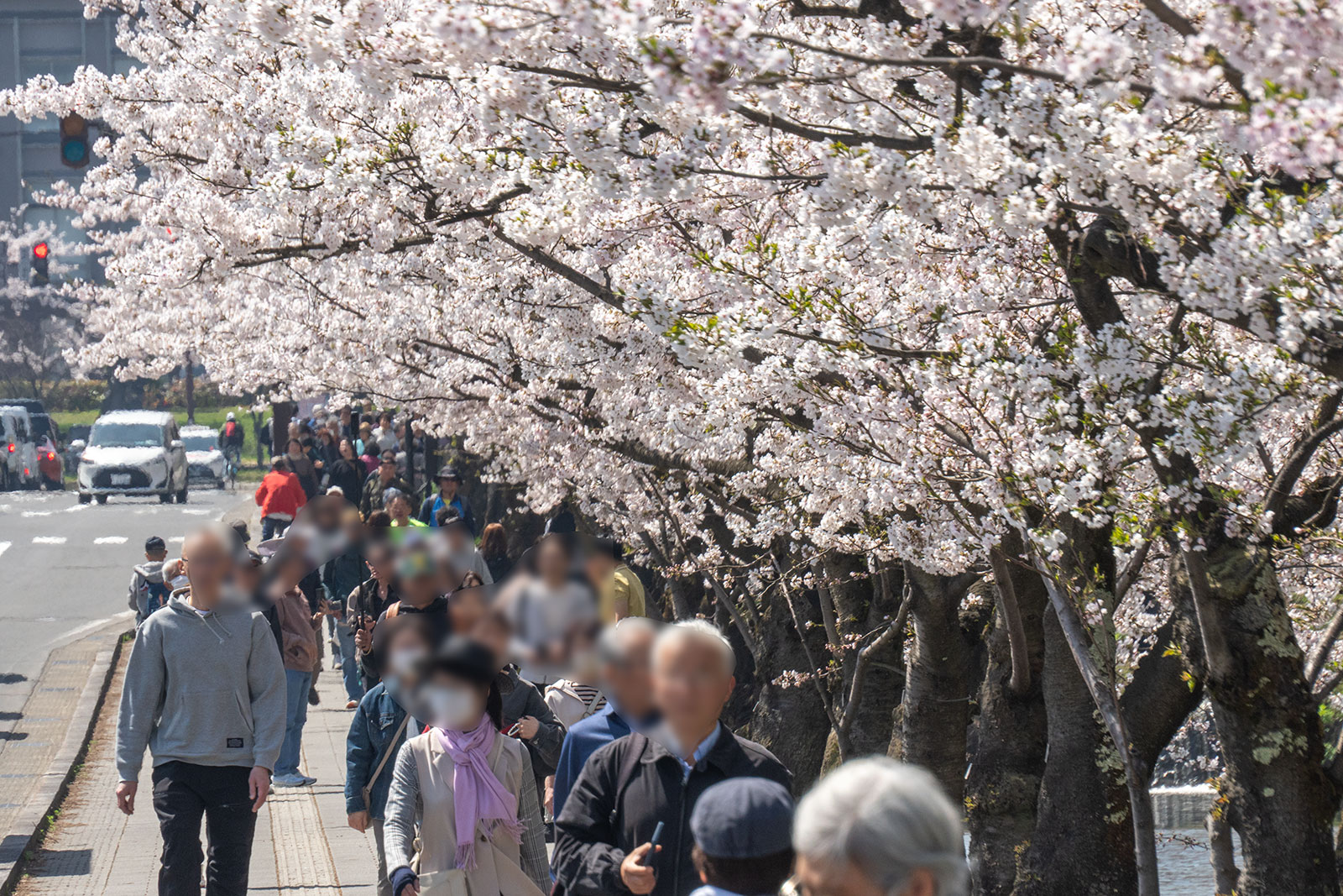 2025年4月22日、弘前公園外濠東側（満開）