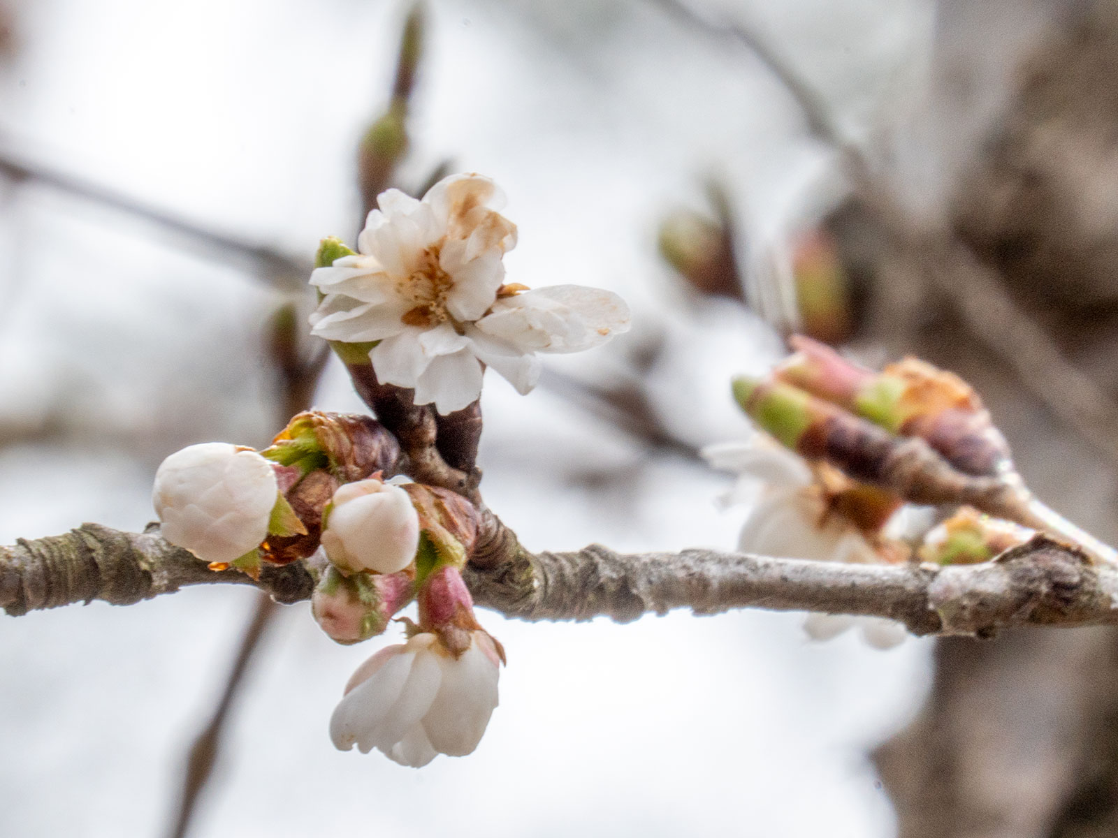 子福桜の花