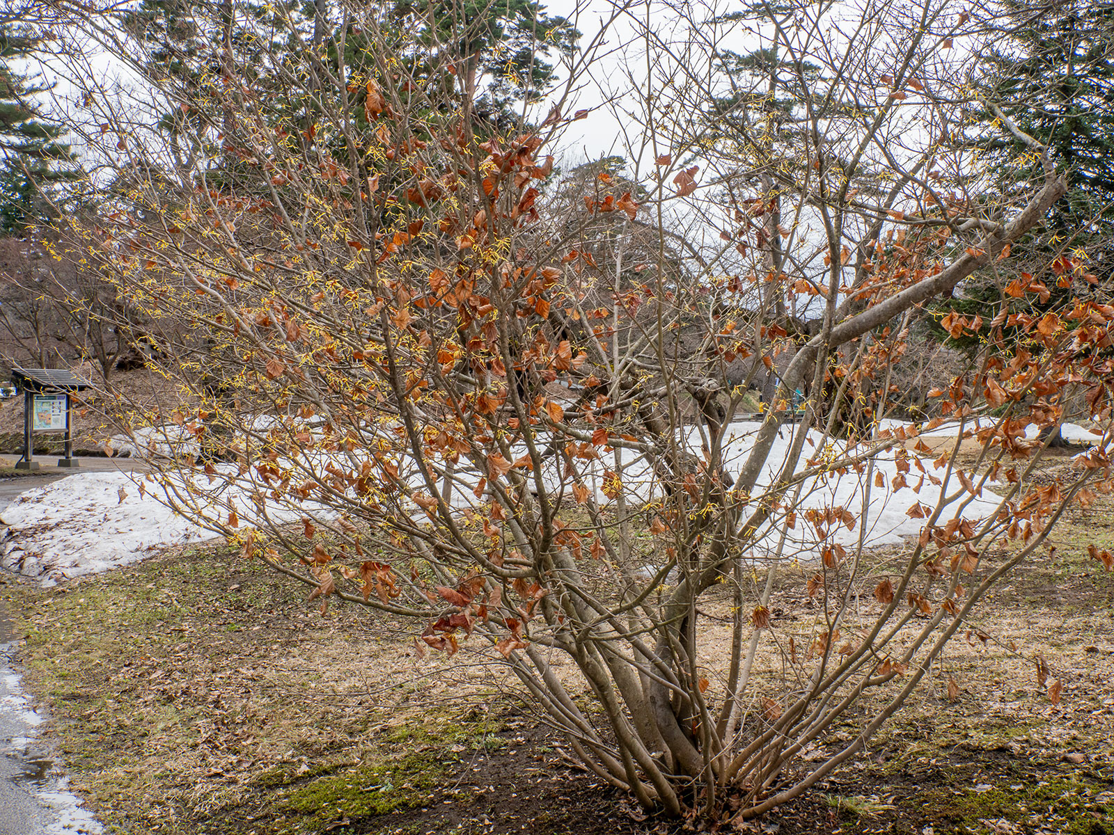 北の郭のマルバマンサク