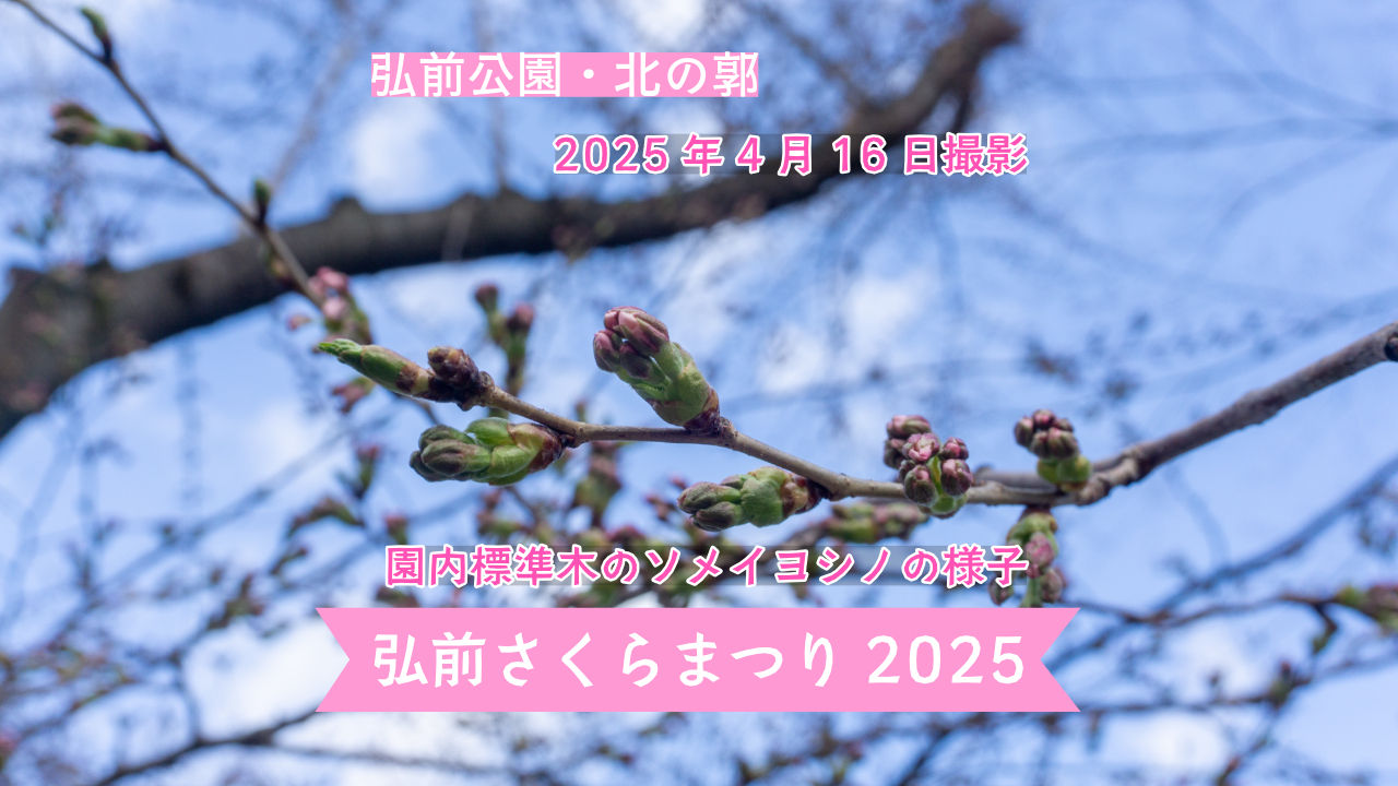 infosakura2025-26.jpeg