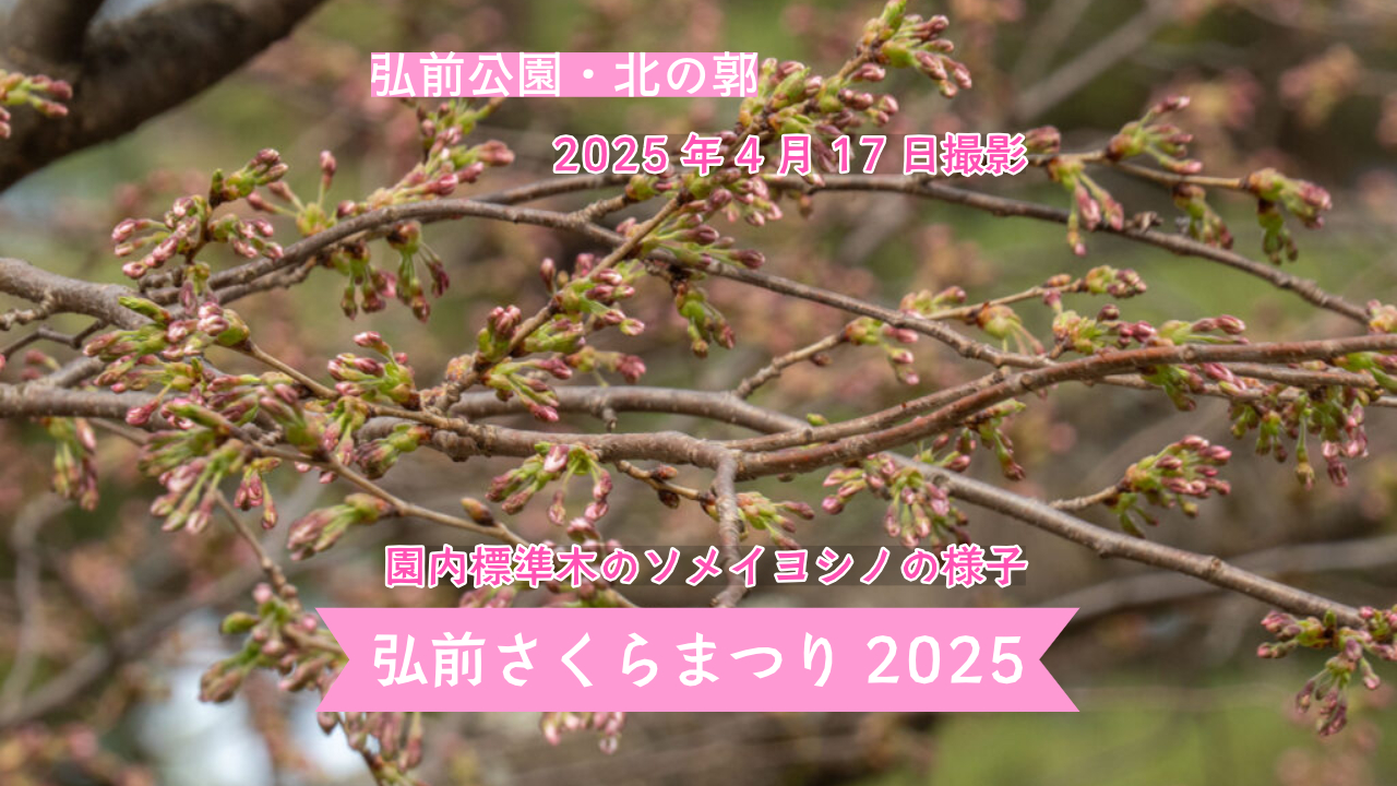 infosakura2025-30.jpeg
