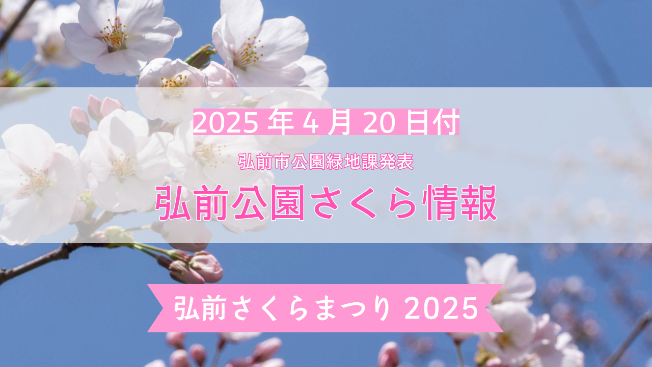 弘前公園さくら情報【2025年4月20日】最新の開花情報・見頃を迎える桜