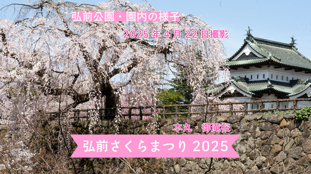 弘前さくらまつり】弘前公園 園内の様子①（2025年4月22日） - 弘前
