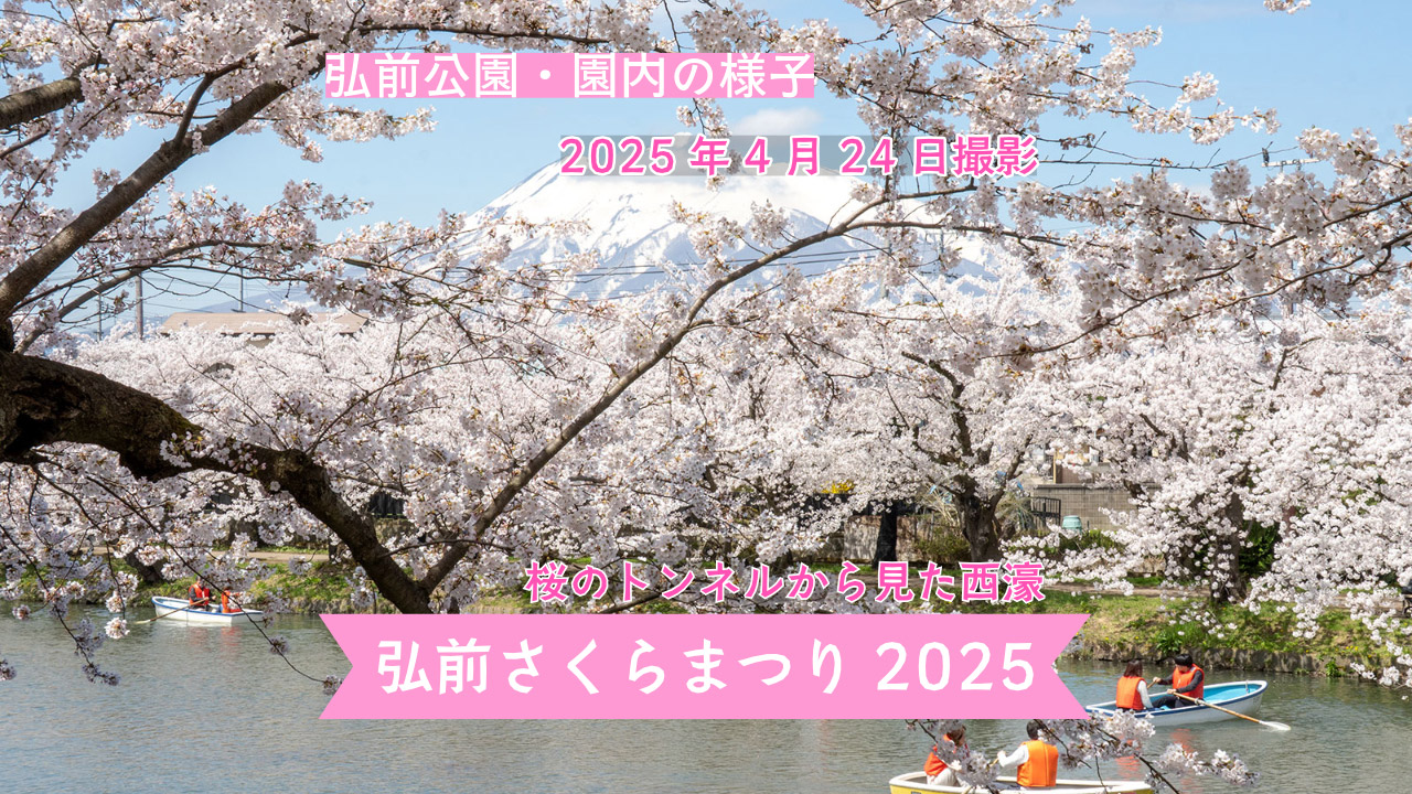 弘前さくらまつり】弘前公園 園内の様子（2025年4月24日） - 弘前