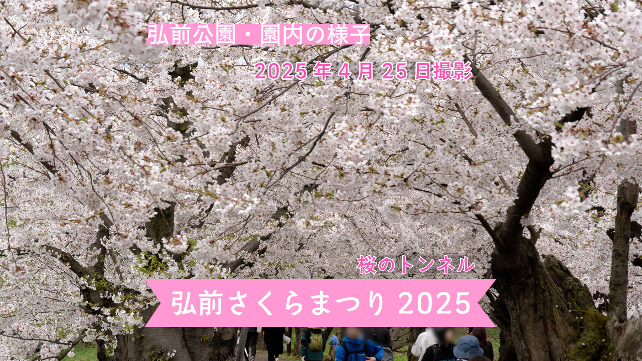 弘前さくらまつり】弘前公園 園内の様子（2025年4月25日） - 弘前