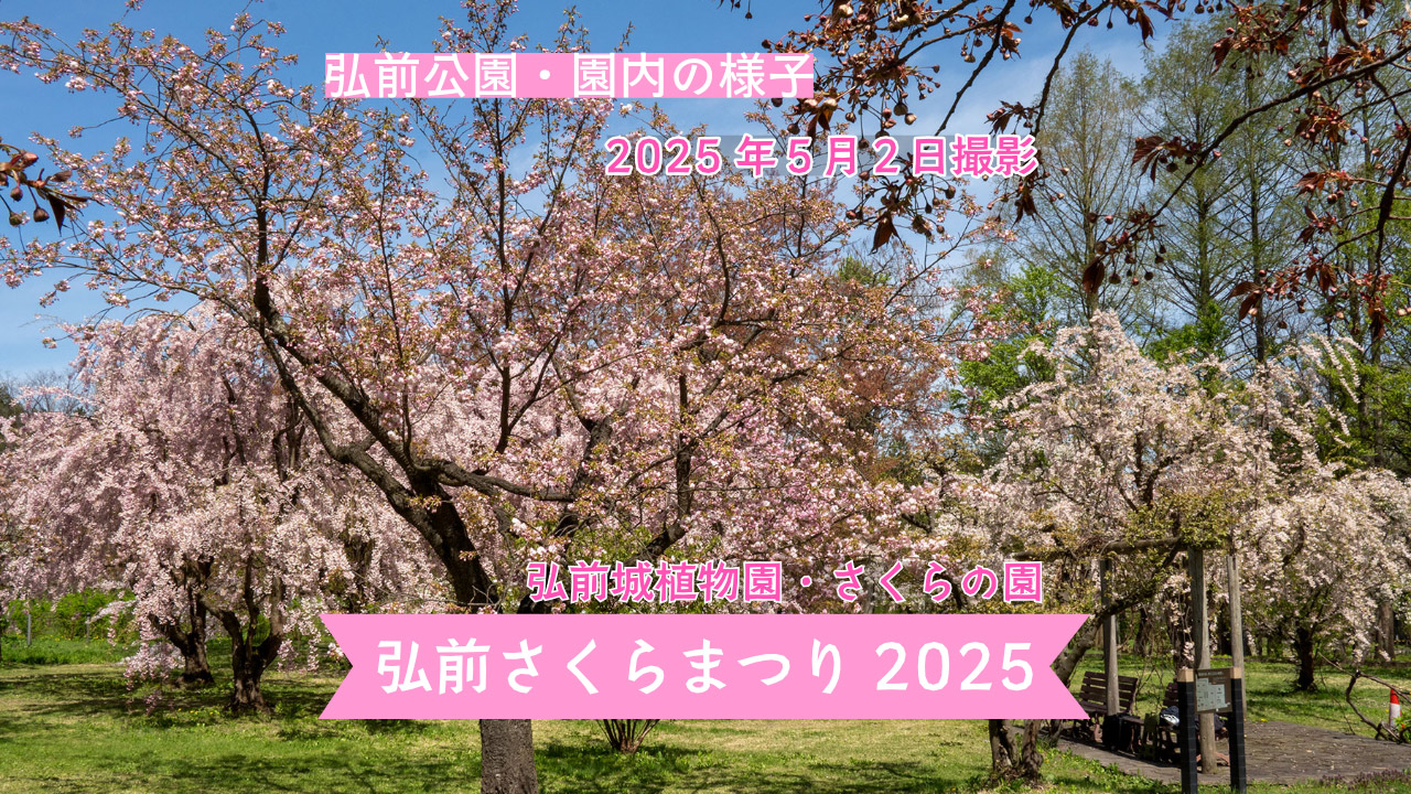 弘前さくらまつり】弘前公園 園内の様子（2025年5月2日） - 弘前さくら