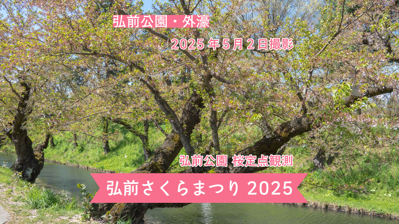 弘前公園 桜定点観測 2025】5月2日 – 外濠のソメイヨシノの桜の様子