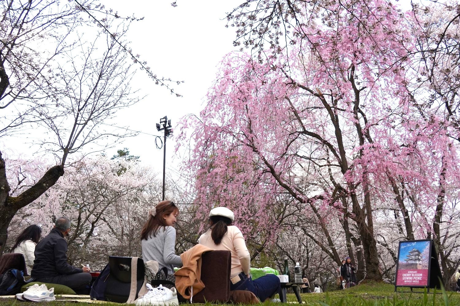 手ぶらで観桜会