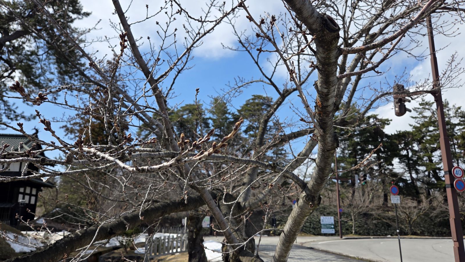 【3月19日撮影】本日の弘前公園の様子