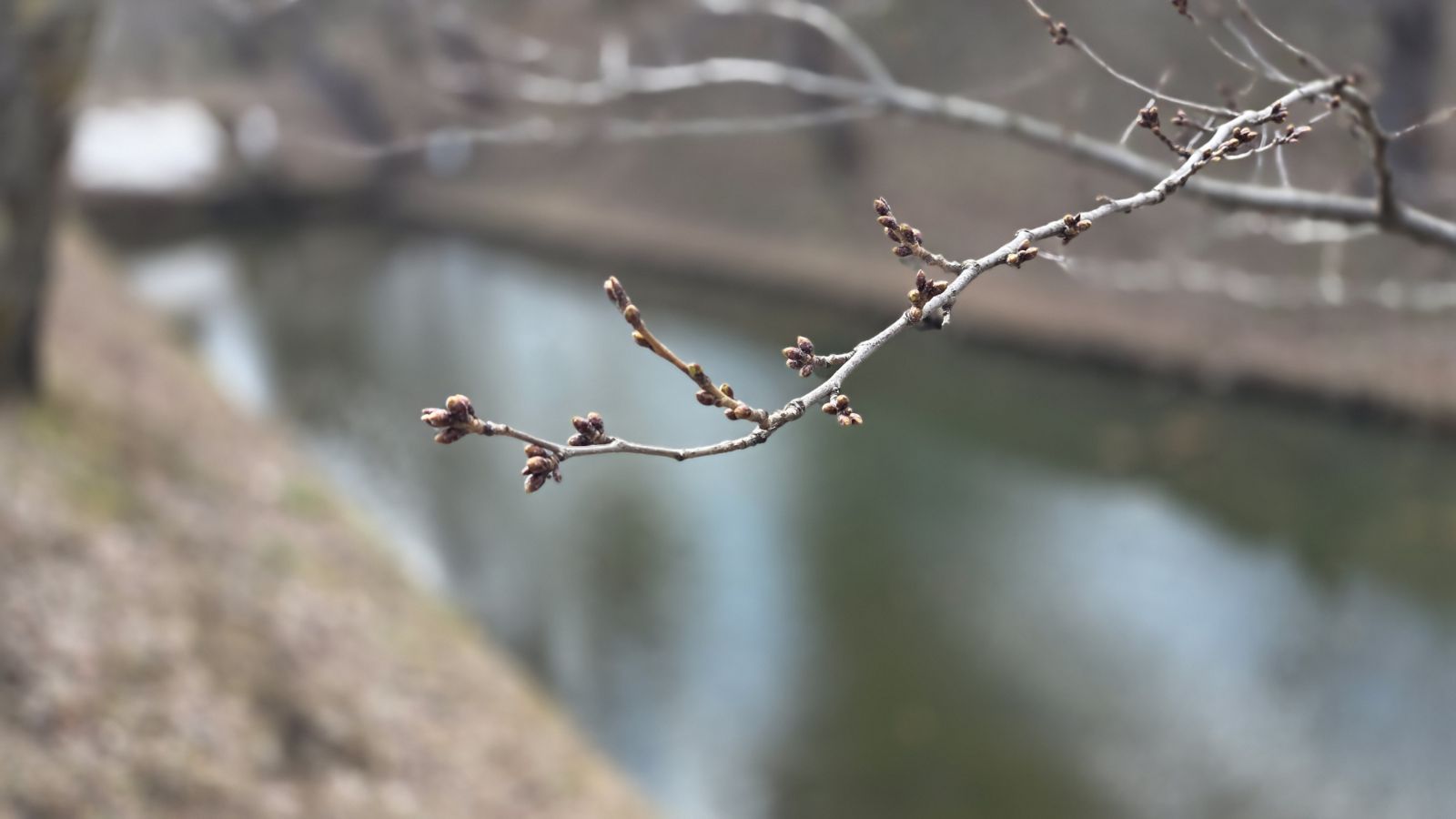 【3月19日撮影】本日の弘前公園の様子
