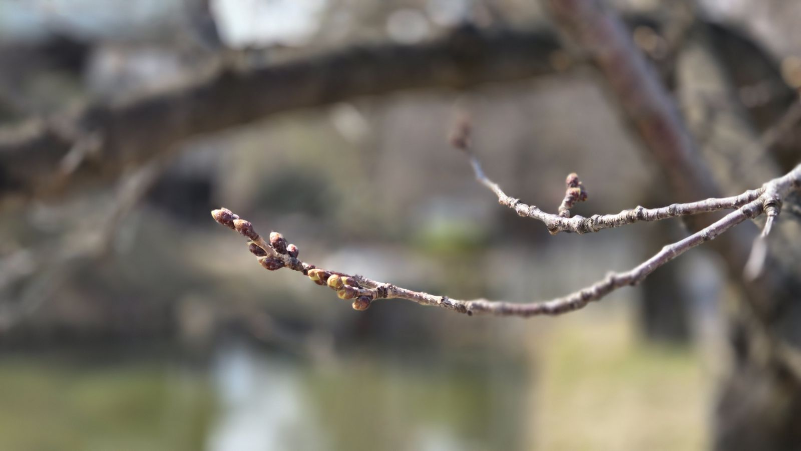 【3月27日撮影】本日の弘前公園の様子