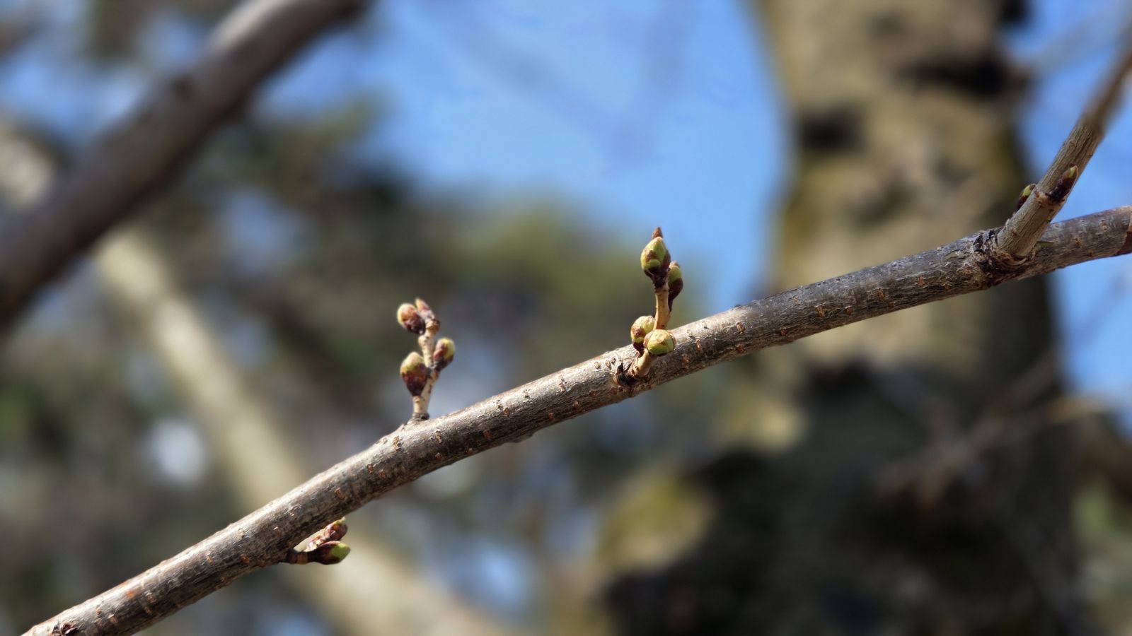 【3月27日撮影】本日の弘前公園の様子