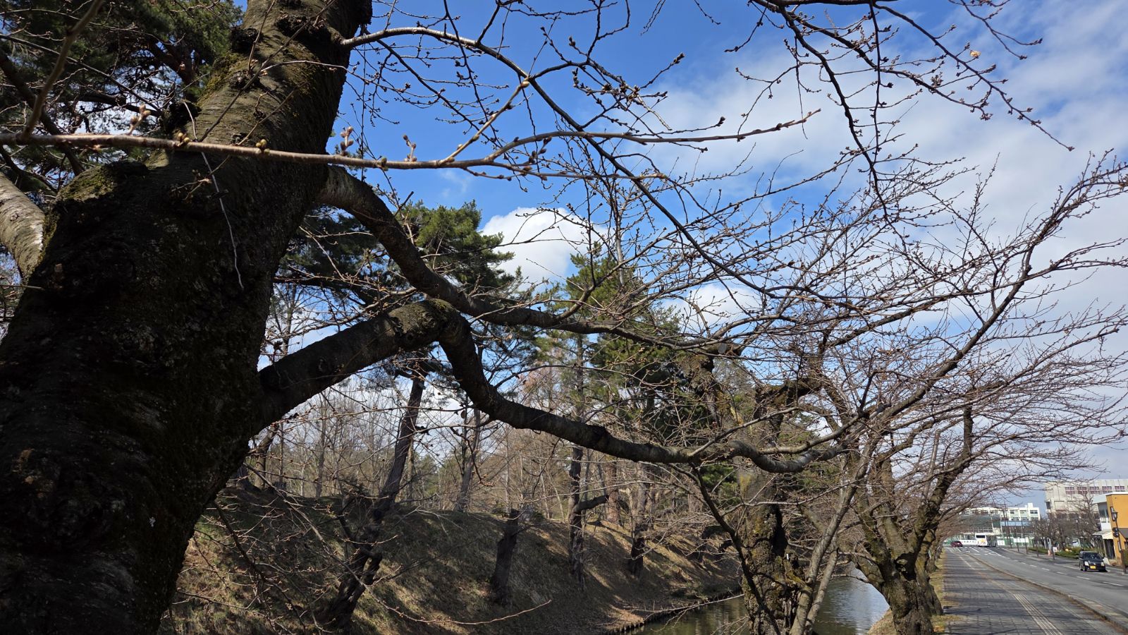【3月27日撮影】本日の弘前公園の様子