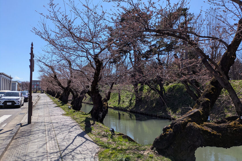 2026年4月8日、弘前公園外濠のソメイヨシノ並木