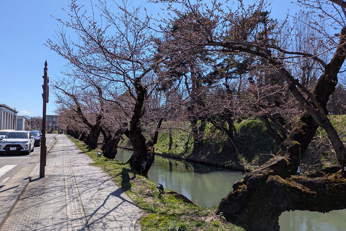 2026年4月8日、弘前公園外濠のソメイヨシノ並木