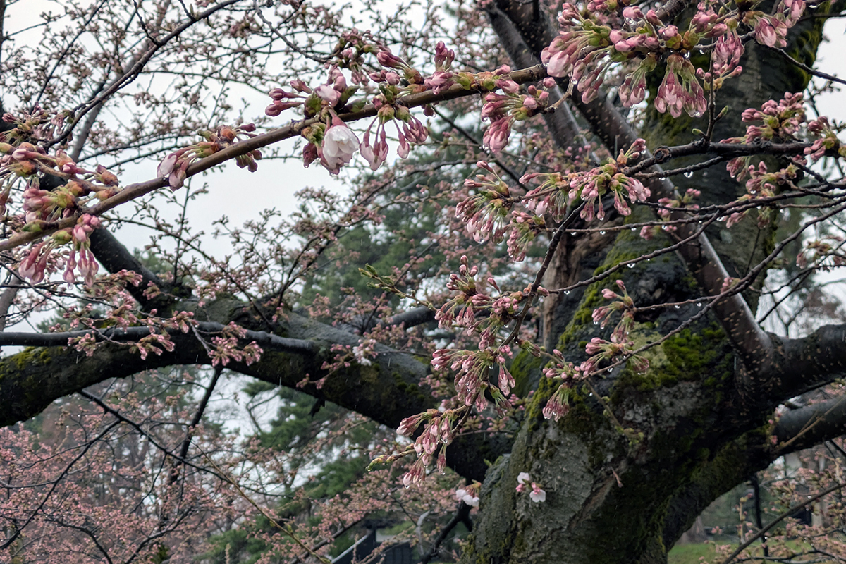2026年4月10日、弘前公園外濠（南側）のソメイヨシノ
