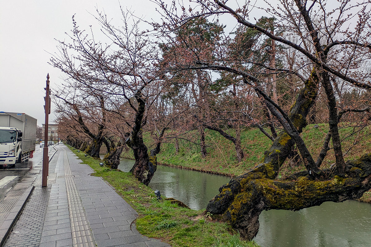 2026年4月7日、弘前公園外濠のソメイヨシノ並木