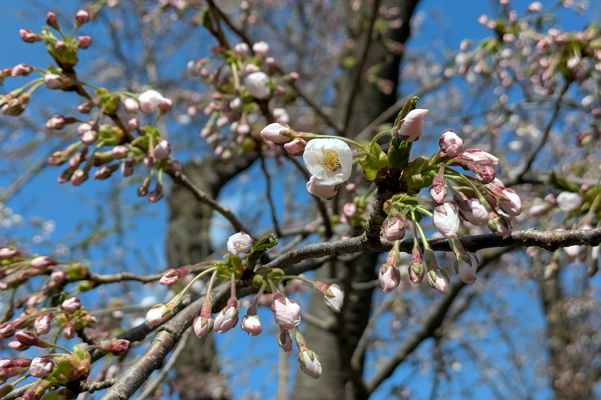2026】4月13日 弘前公園北の郭・園内標準木のソメイヨシノ、園内の様子