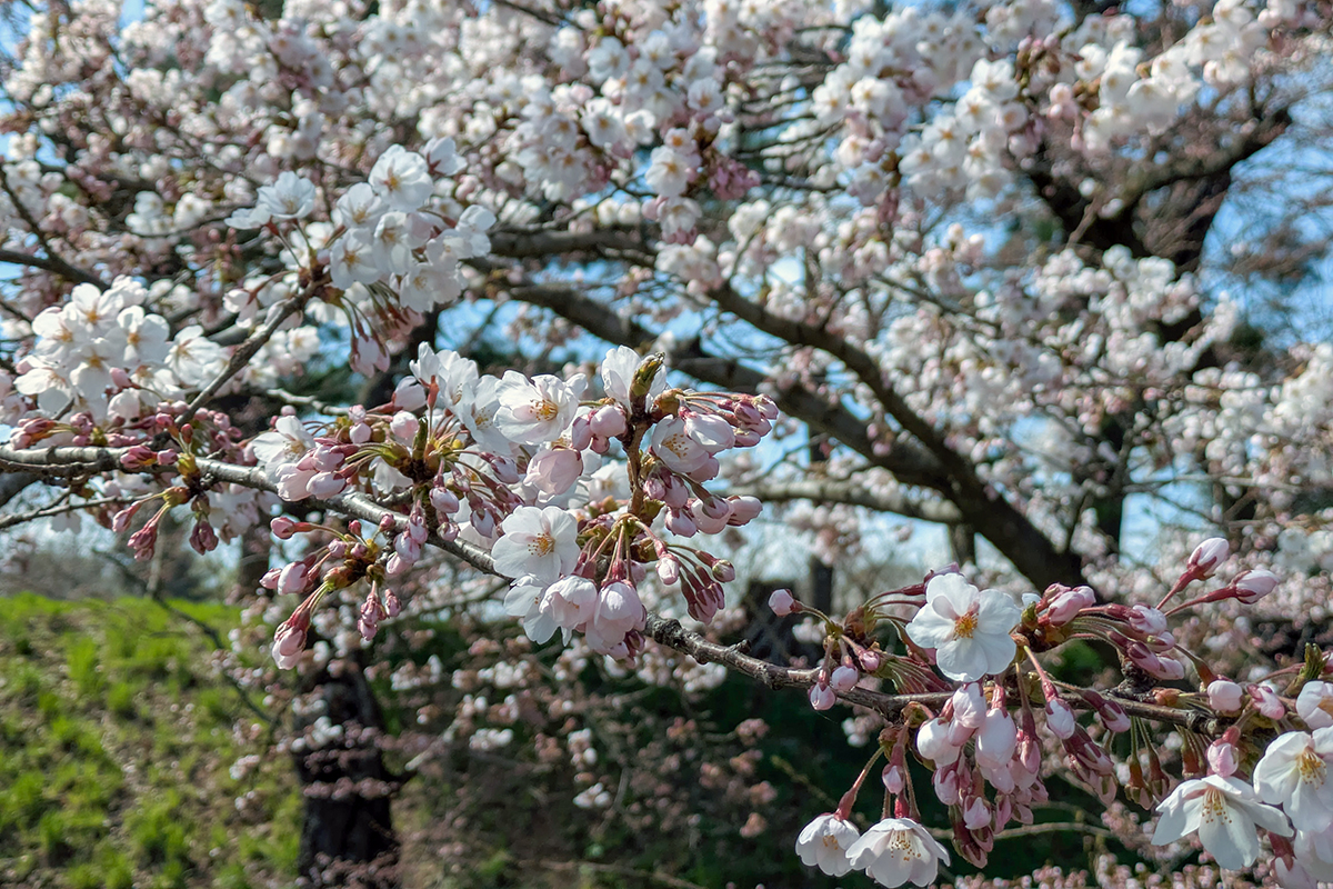 2026年4月13日、弘前公園外濠（市役所前）のソメイヨシノの花