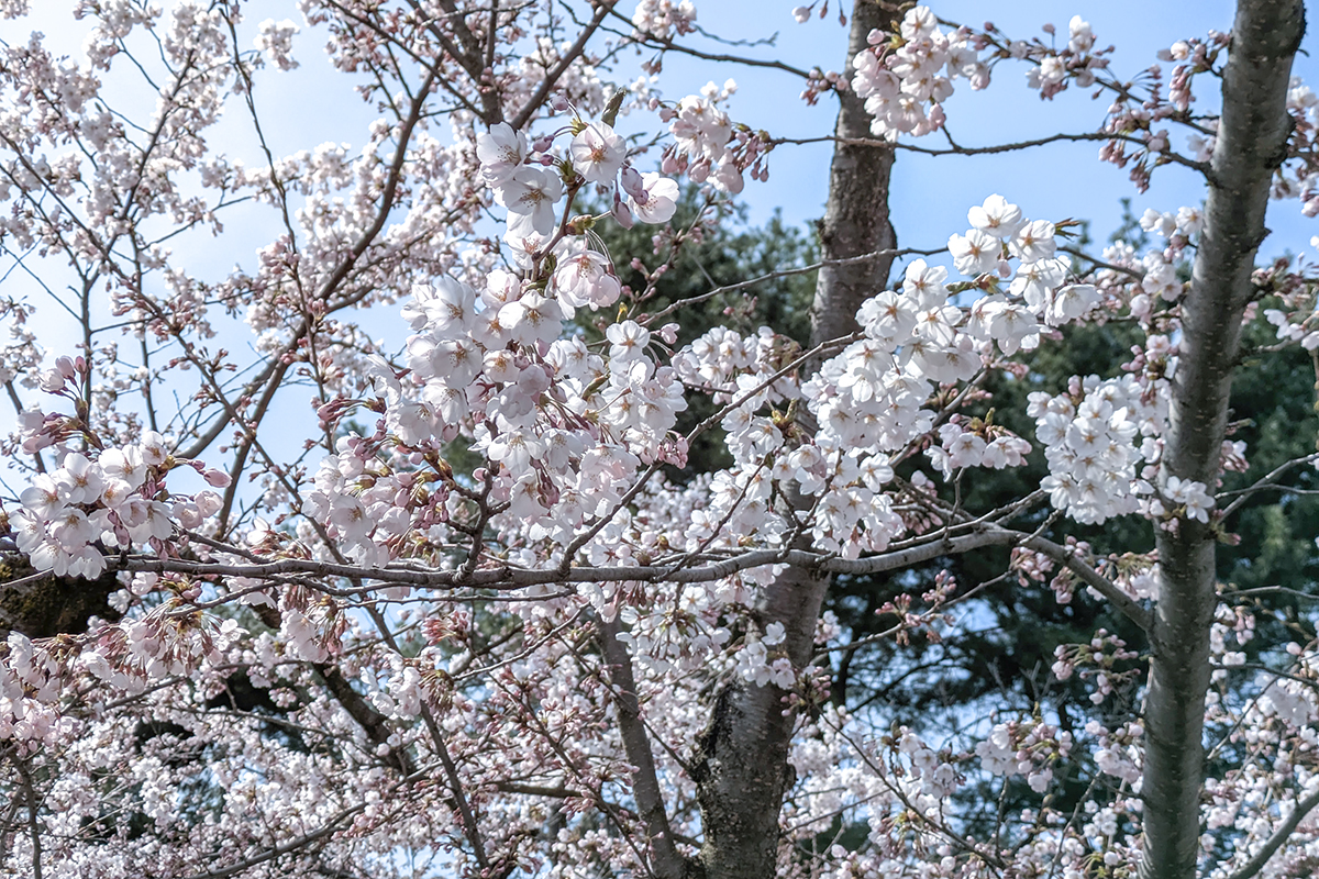 2026年4月14日、弘前公園外濠のソメイヨシノ