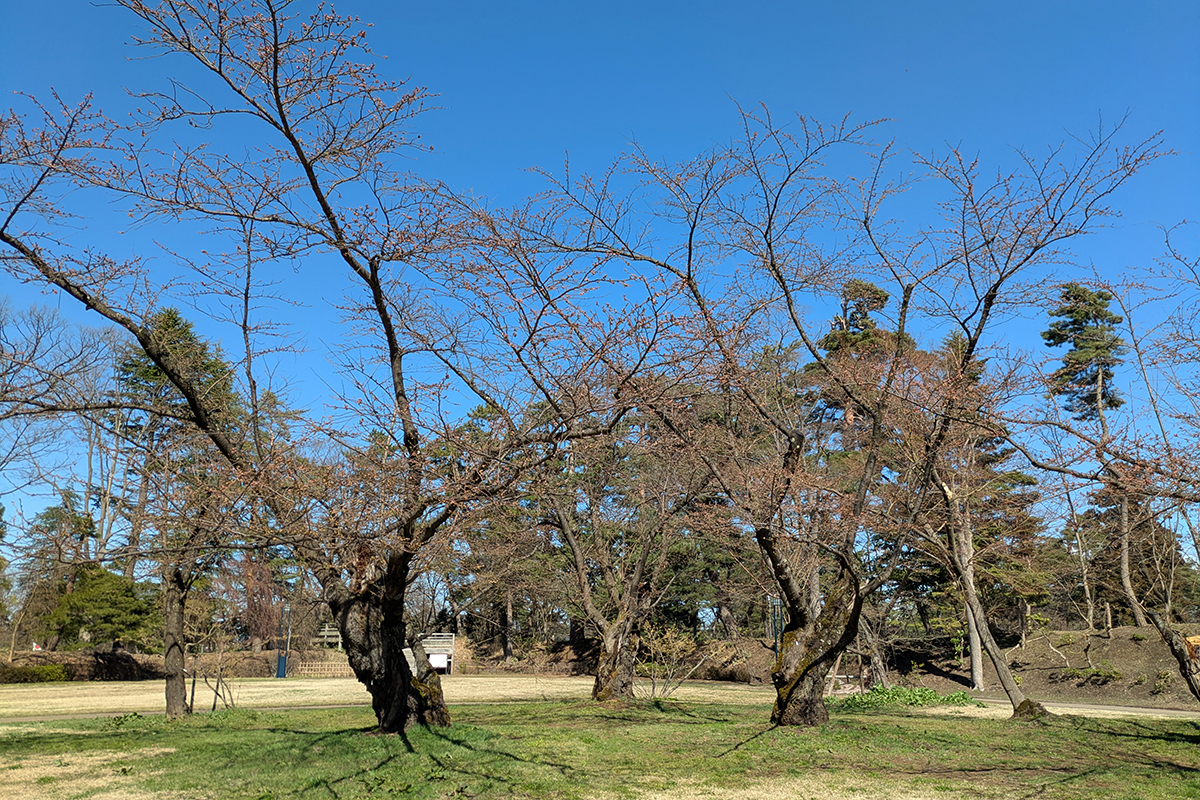 2026年4月8日、弘前公園北の郭・園内標準木のソメイヨシノ