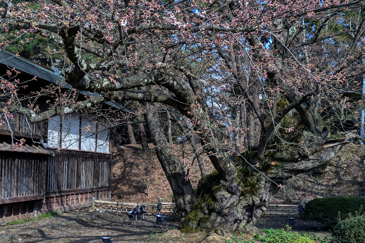 2026年4月13日、弘前公園最古のソメイヨシノ
