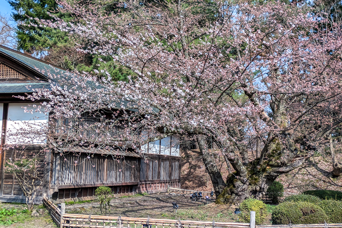 2026年4月14日、弘前公園最長寿のソメイヨシノ