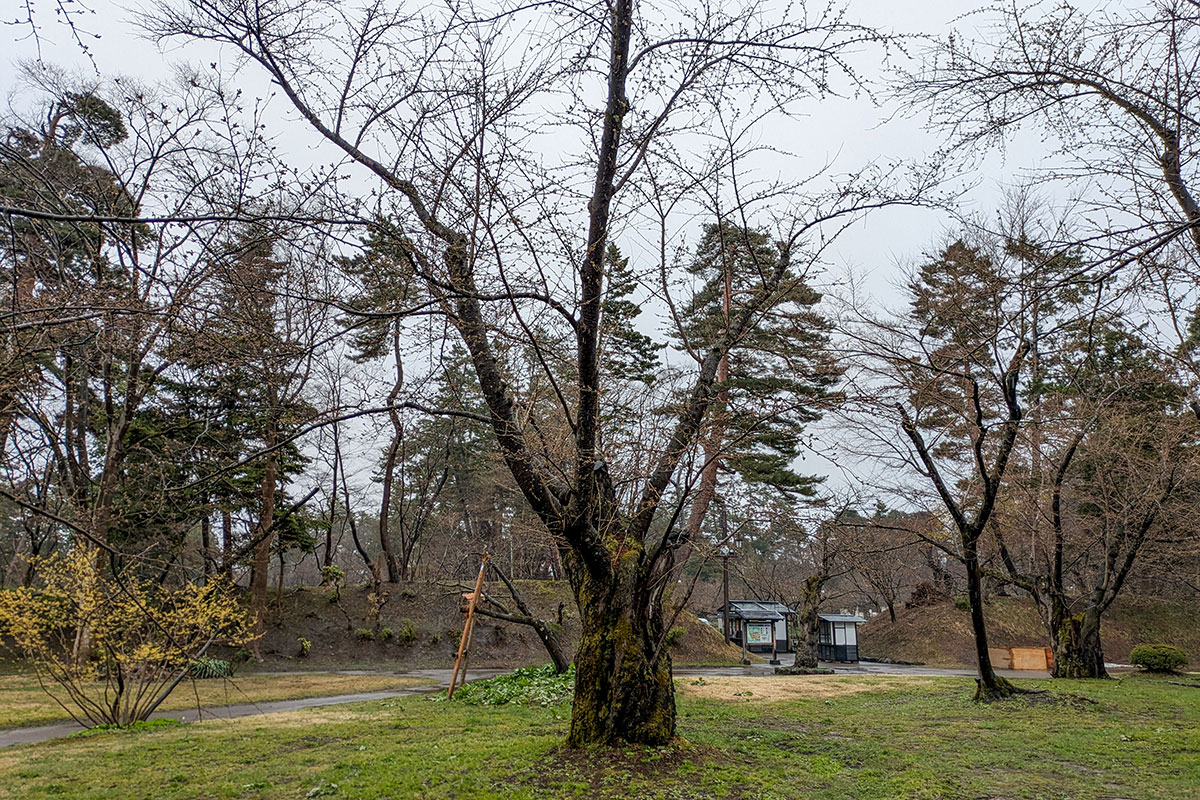 2026年4月7日、弘前公園北の郭・園内標準木のソメイヨシノ