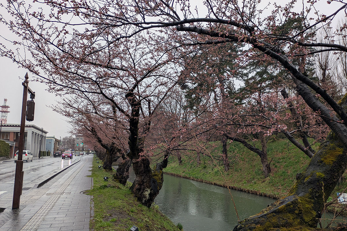 2026年4月10日、弘前公園外濠のソメイヨシノ並木