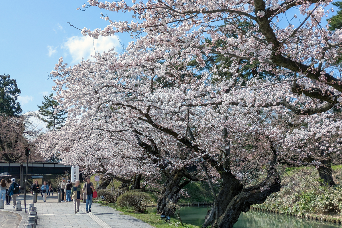 2026年4月13日、弘前公園外濠（追手門前）のソメイヨシノ