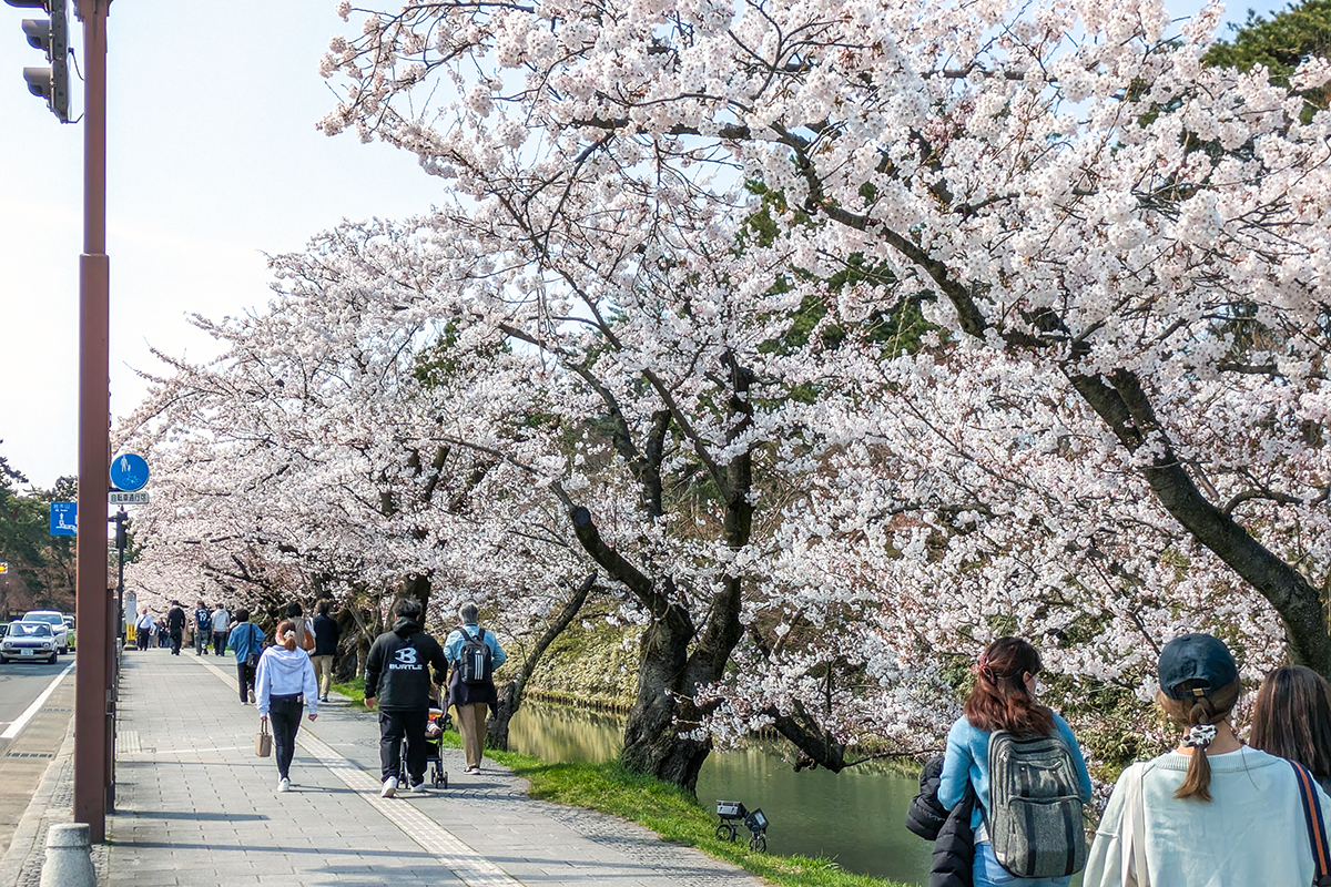 2026年4月14日、弘前公園外濠南側のソメイヨシノ
