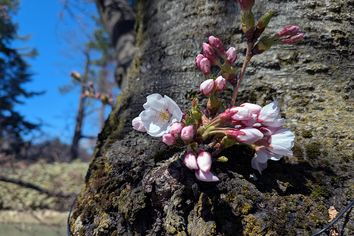 2026年4月8日、弘前公園外濠・南側のソメイヨシノの胴吹き