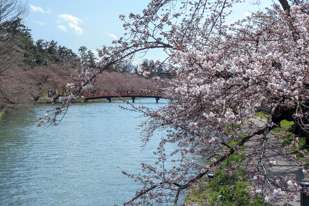 2026年4月13日、弘前公園の西濠西岸