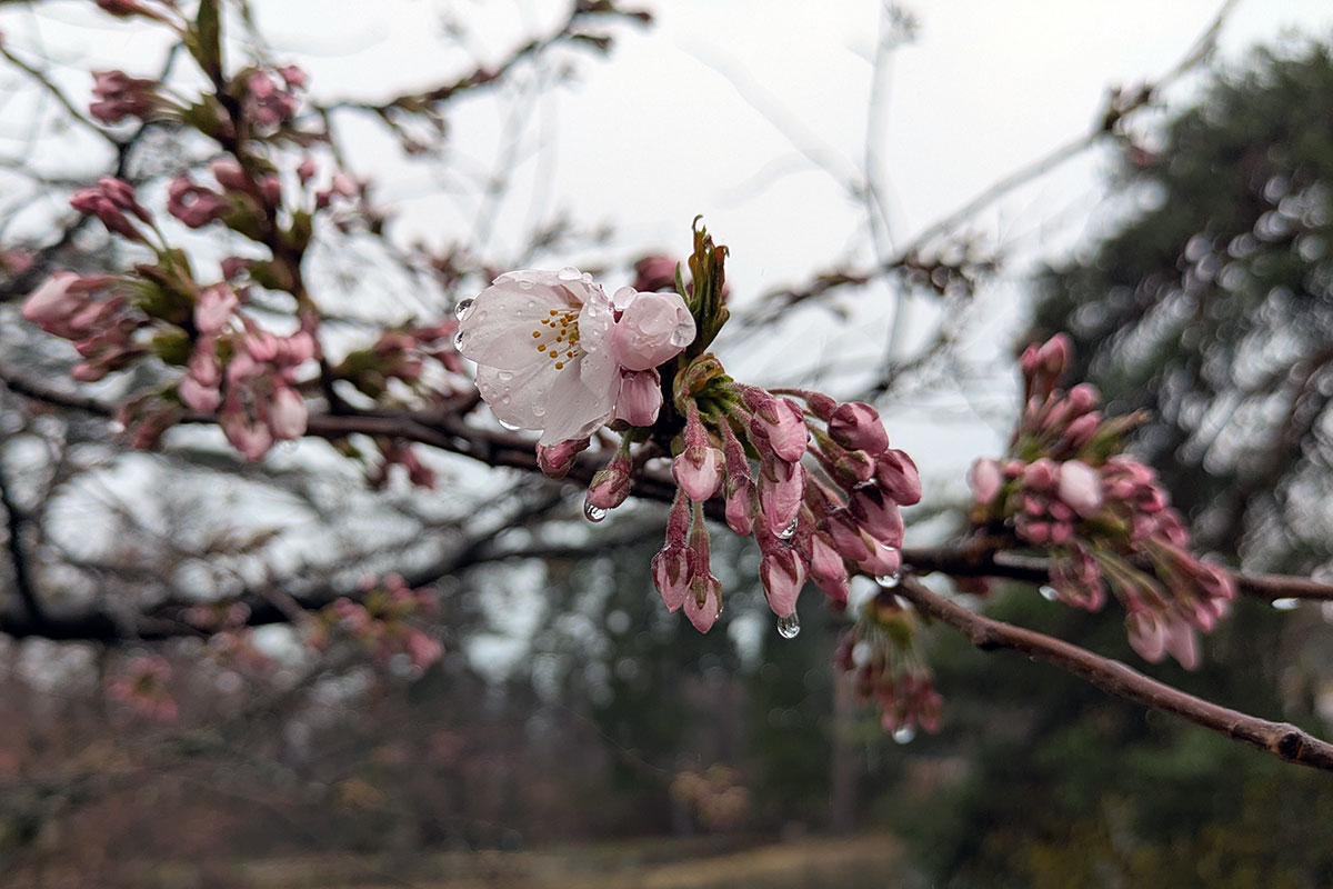 2026年4月10日、弘前公園北の郭のソメイヨシノ
