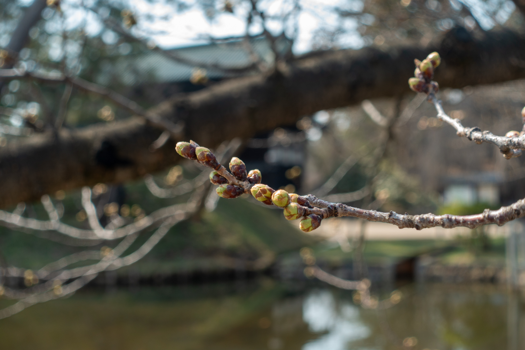 【4月3日撮影】本日の弘前公園の様子