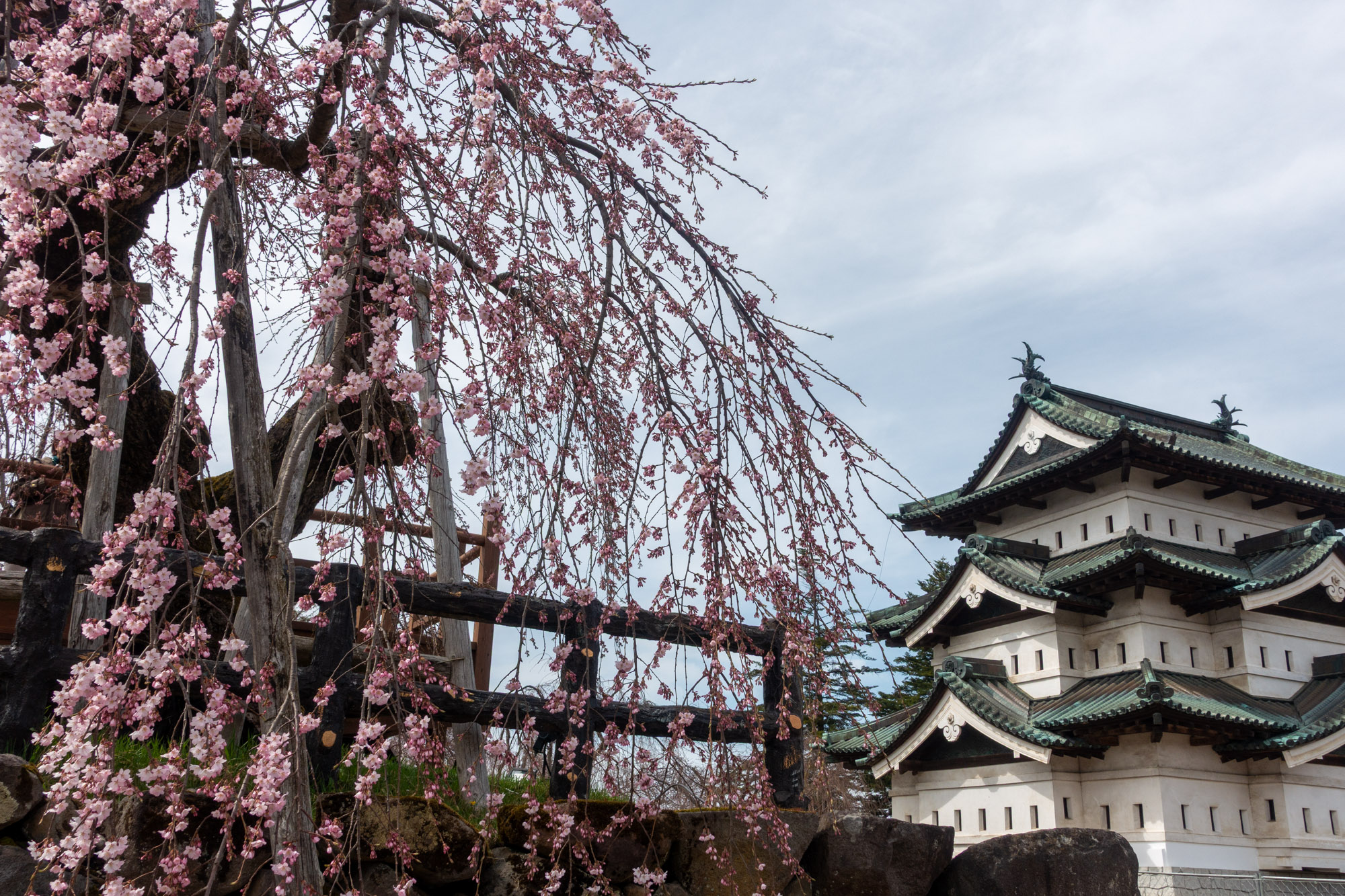 2026年4月9日、弘前公園本丸の弘前枝垂れ